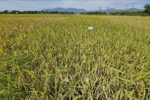 Bộ Ngoại giao: Việt Nam luôn coi trọng đảm bảo an ninh lương thực