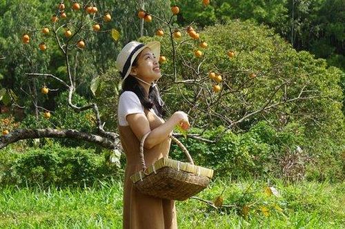 Vườn hồng trăm tuổi trĩu quả ở Nghệ An thu hút giới trẻ