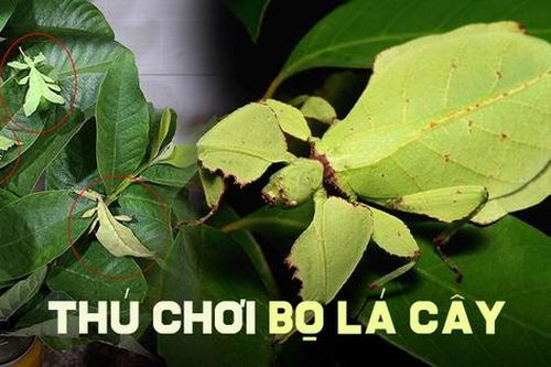 Thú chơi 'chiếc lá di động' tiền triệu độc đáo