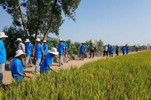 Nâng tầm vụ lúa thu đông