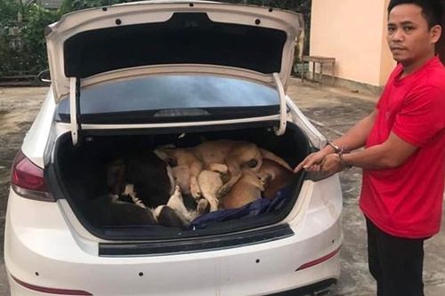 Mỗi năm có hơn 5 triệu cá thể chó và 1 triệu cá thể mèo bị giết để lấy thịt