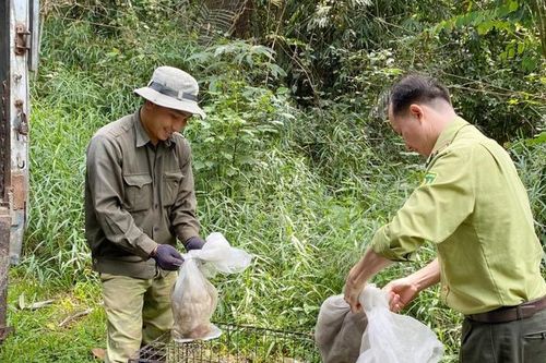 Thả 112 thú hoang dã về VQG Bù Gia Mập: Toàn loài quý hiếm!