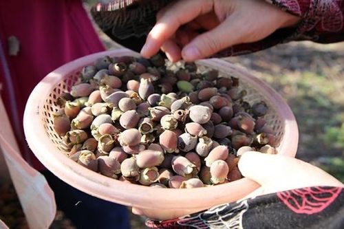 Loại quả vốn đầy rừng không ai nhặt, đem ngâm rượu thành đặc sản Phú Quốc
