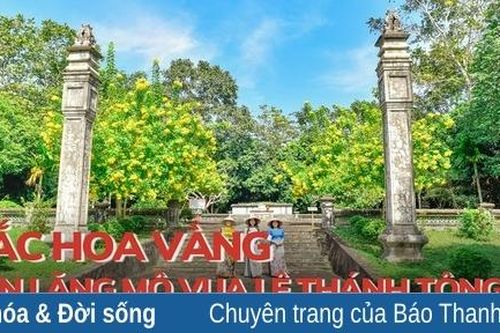 Rực rỡ sắc vàng bên lăng mộ vua Lê Thánh Tông