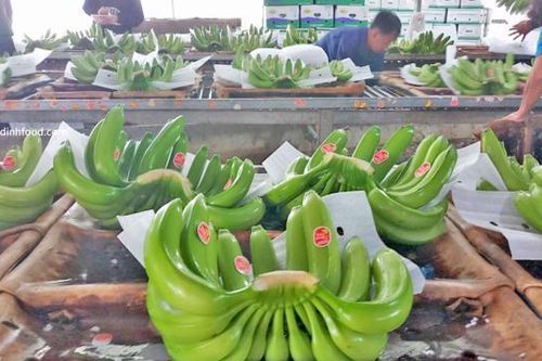 Sức bật cho xuất khẩu chuối