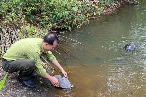 Thả 112 động vật hoang dã quý hiếm về Vườn Quốc gia Bù Gia Mập