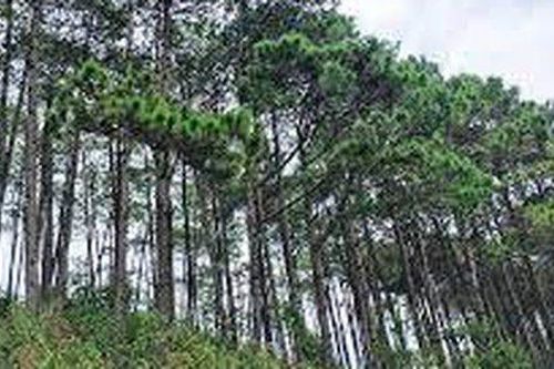 Hà Giang: Đôi nam nữ thương vong trên đồi thông giữa đêm