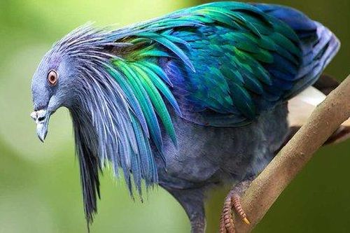 Loài bồ câu có một không hai xuất hiện tại Vườn Quốc gia Côn Đảo