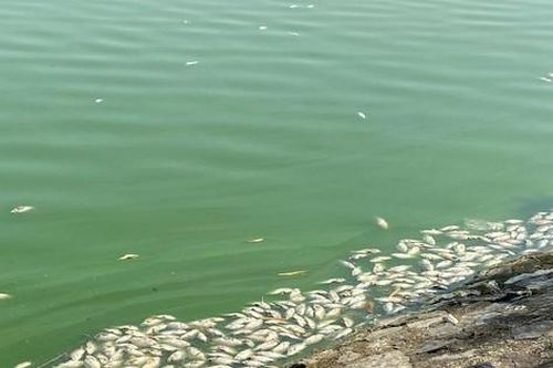 Cá chết trắng hồ điều hòa lớn nhất ở trung tâm TP Hải Phòng