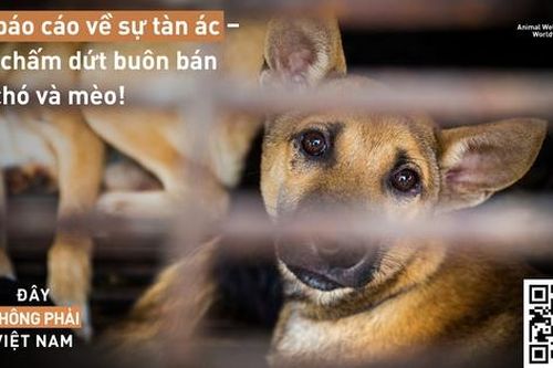 Có thể thông báo 'giải cứu' chó, mèo sắp bị giết thịt qua internet