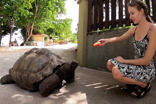 Rùa khổng lồ 125 tuổi giao lưu với du khách trên phố