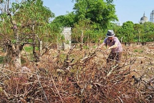 Thái Bình: Hàng chục nghìn gốc đào chết khô trước Tết