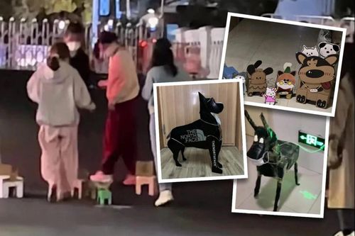Cô đơn đến mức phải 'nuôi' thú cưng làm bằng bìa cứng