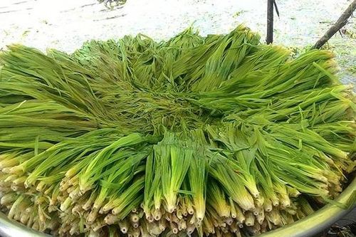 3 loài cỏ dại bất ngờ thành 'kho vàng' của nông dân