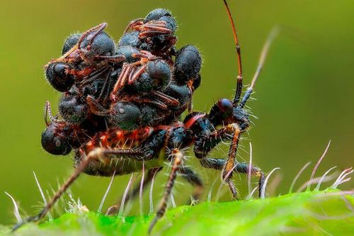 Loài bọ sát thủ cực 'khôn lỏi': Vác xác côn trùng để ngụy trang