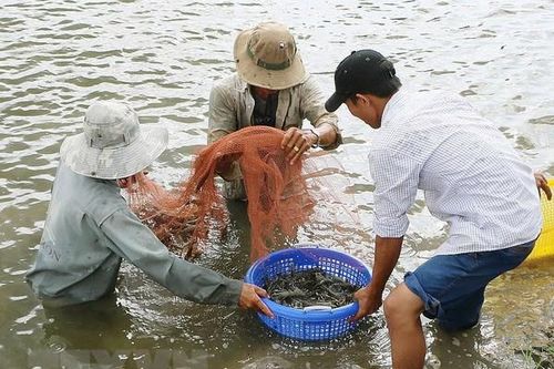 Bến Tre: Ứng dụng công nghệ cao trong nuôi trồng thủy sản