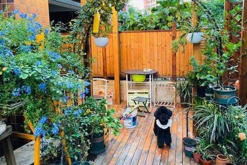 Sau 2 năm sử dụng, khu vườn 48m² khiến ai cũng phải trầm trồ trước diện mạo mới