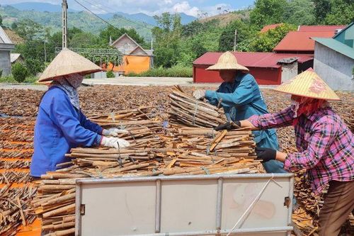 Việt Nam thiếu chiến lược quốc gia cho quế dù sản lượng đứng thứ 3 thế giới