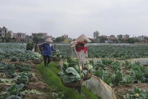 Hải Dương: Nông dân thu lãi từ 1,5-2 triệu đồng/sào rau vụ đông