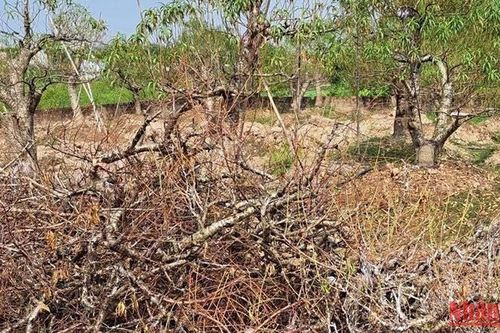 Hơn 12 nghìn gốc đào Tết ở Thái Bình chết không rõ nguyên nhân
