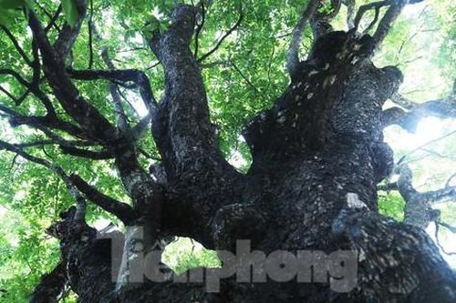 Ngắm 'Bách niên cổ mộc' 500 năm tuổi rỗng ruột vẫn xanh tươi