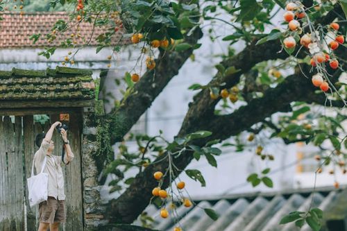 Bay ngàn km tìm cây hồng cổ nổi nhất Ninh Bình, du khách 'sốc' thấy quả giả treo lủng lẳng