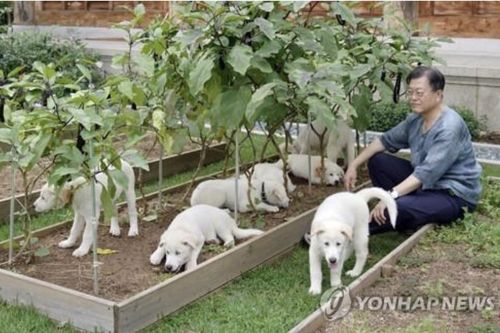 Lý do cựu Tổng thống Hàn Quốc muốn trả lại quà tặng của ông Kim Jong Un