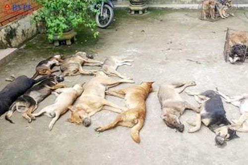 Tạm giữ 5 đối tượng liên quan vụ dùng xe ô tô bắt trộm chó