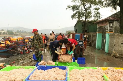 Ngư dân Nghệ An trúng đậm ruốc tép