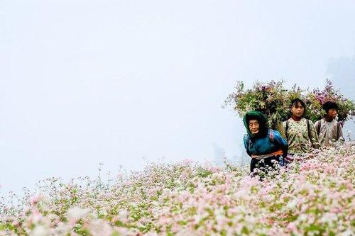 Mê mẩn mùa hoa tam giác mạch Hà Giang