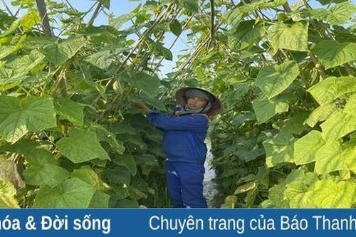 Tích cực chăm sóc rau màu vụ đông