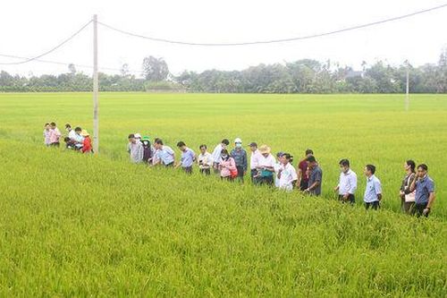 Mô hình sản xuất lúa phục vụ phát triển vùng nguyên liệu
