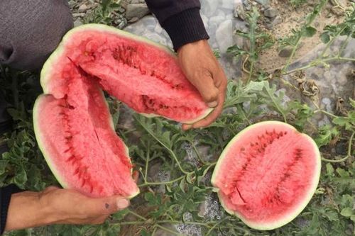 Dưa hấu mọc từ kẽ đá như 'mỏ vàng': Sao tuyệt nhiên không nhân rộng?