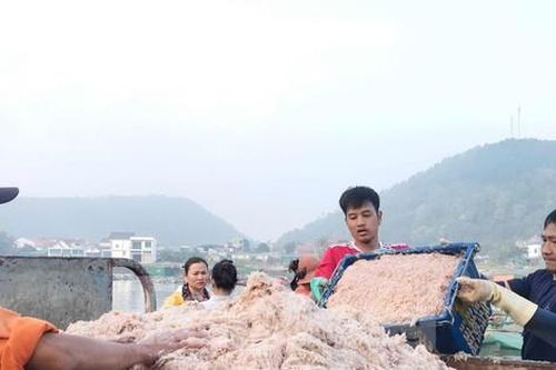 Ngư dân Nghệ An bội thu ruốc biển, thu hàng triệu đồng mỗi ngày