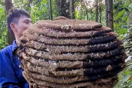 Săn được tổ ong 'khủng' 10 tầng, nặng hơn 20kg, thu cả yến nhộng