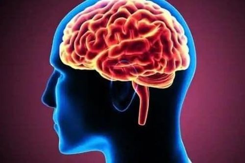 Phát hiện gene cần thiết cho sự phát triển của não bộ