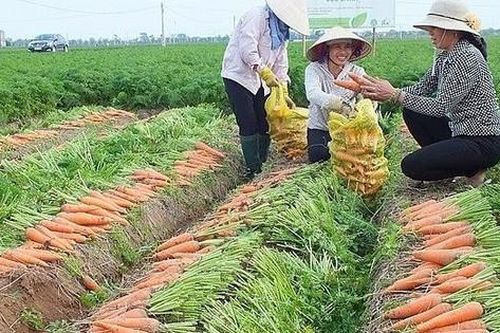 Hải Dương trồng khoảng 1.500 ha cà rốt