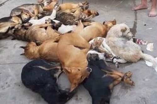 'Cẩu tặc' lộng hành tại vùng ven