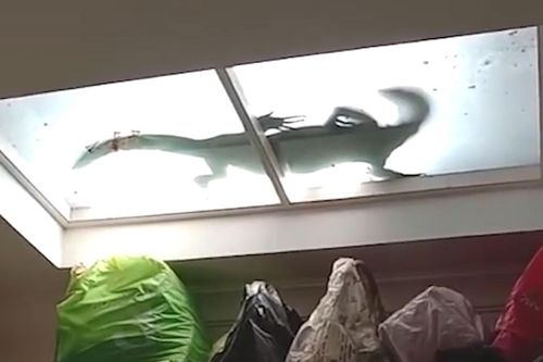 Thằn lằn dài 1,5m xuất hiện trên cửa sổ trời nhà dân ở Thái Lan
