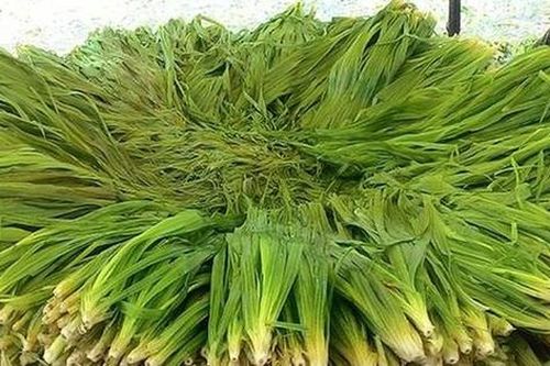 3 loại cỏ dại bất ngờ thành 'kho vàng' của nông dân