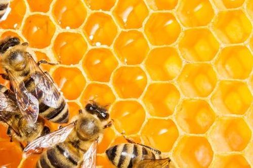 Đặc tính hỗ trợ kháng khuẩn, xâm nhập hệ hô hấp của keo ong