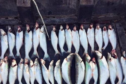 Loài cá có mùi lạ giá 700.000 đồng/kg, không có hàng để bán