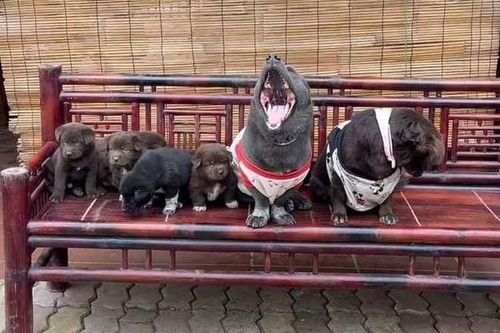 Idol Nguyễn Văn Dúi nổi đình đám đã vợ con đề huề