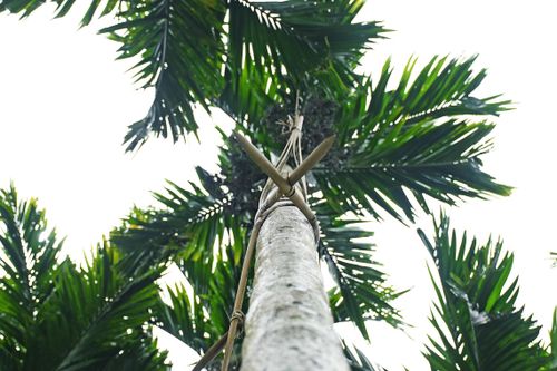 Dùng chông lồ ô để chống trộm cau