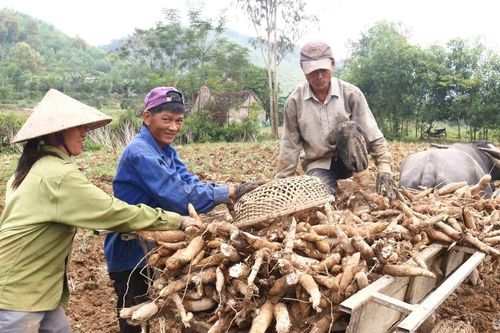 Nông dân Thanh Chương vào mùa thu hoạch sắn