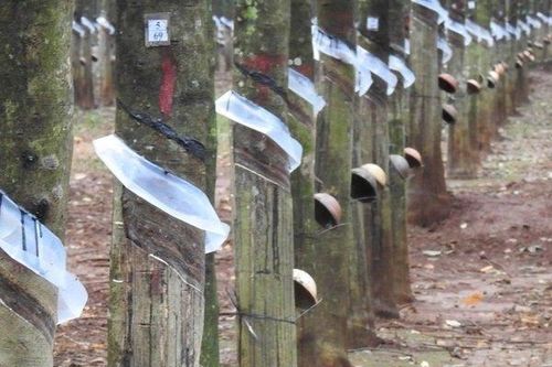Doanh nghiệp cao su kiến nghị tháo gỡ vướng mắc về thuế