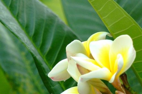 Thận trọng khi dùng hoa sứ làm thuốc