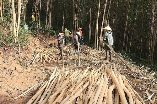 Người trồng bán rừng non: Nguy cơ phá sản chiến lược lớn