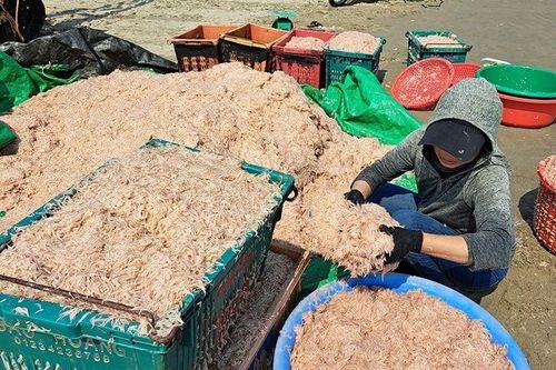 Ngư dân Hà Tĩnh phấn khởi vì trúng đậm ruốc biển và cá cơm