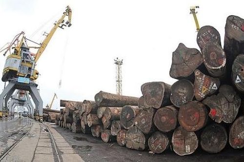 Nhập khẩu gỗ tròn từ châu Phi chiếm 70%